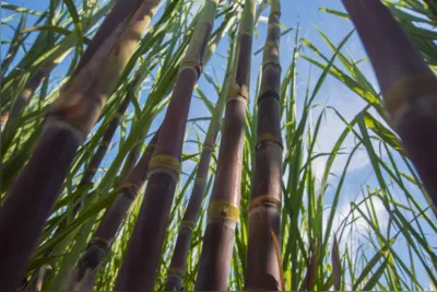 O Brasil é um dos principais produtores de etanol do mundo: metas de sustentabilidade