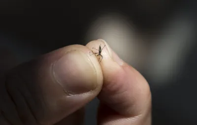 Dead aedes aegypti mosquito on the hand. Yellow fever, dengue, chikungunya and Zika diseases can be transmitted.