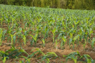 O milho safrinha ganha espaço no campo e especialista orienta, para quem ainda vai plantar, que observe a umidade do solo