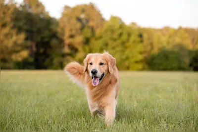 Golden Retriever está entre as raças que obrigatoriamente devem ser castradas a partir dos seis meses, segundo prevê projeto de lei