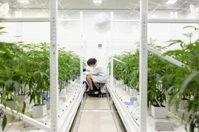 Pesquisas sobre Cannabis crescem em países como EUA, Israel, Austrália e Canadá. Segundo professor, Brasil tem chance de transformar a cultura em uma "grande    commodity"