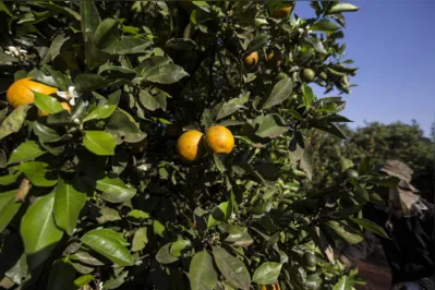 Citricultores não têm erradicado árvores doentes que, mantidas nos pomares, contaminam outras laranjeiras