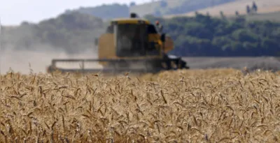 Produção de trigo: valor da saca passou de R$ 50,99 em outubro para R$ 63,72 em novembro no Estado