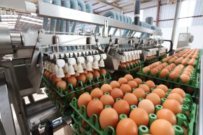 Incremento levou o Paraná a assumir em dez anos o posto de segundo maior produtor de ovos do Brasil, ultrapassando Minas Gerais