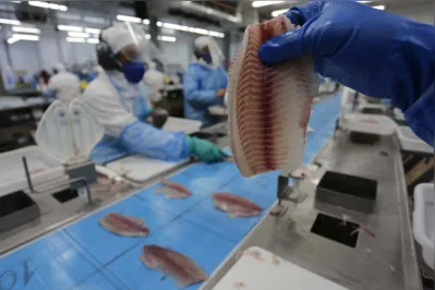 Frigorífico da Copacol, em Nova Aurora, abate cerca de 150 mil tilápias por dia
