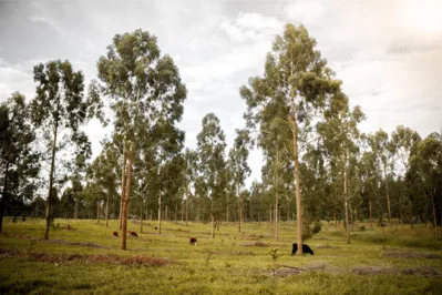 A  integração da pecuária com florestas é uma alternativa para evitar a deterioração elevada da pastagem e do solo