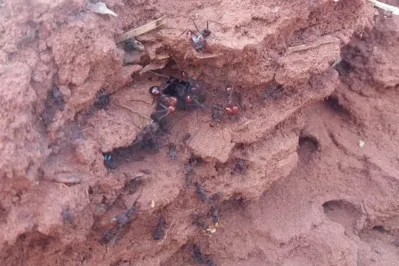 Imagem ilustrativa da imagem Revoada de formigas 'gigantes' chama a atenção de londrinenses