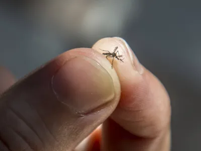 O vírus chikungunya também é transmitido pelo mosquito Aedes aegypti: estudo investigou a mortalidade de pessoas acometidas pela doença