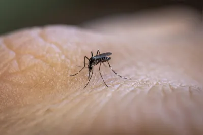 Imagem ilustrativa da imagem Saúde investiga morte suspeita por dengue de adolescente em Londrina