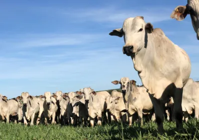 O maior rebanho bovino do mundo está no Brasil, com cerca de 220 milhões de cabeças, segundo o último censo do IBGE