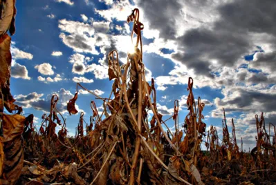 Eventos climáticos extremos, como período de seca prolongada, podem ser mitigados quando o solo está bem condicionado e saudável