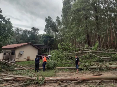 Imagem ilustrativa da imagem Tornado deixa rastro de destruição no Norte Pioneiro