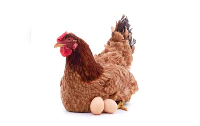 Imagem ilustrativa da imagem Afinal, quem veio primeiro? O ovo ou a galinha? Ou ainda, o candidato ou o cidadão?