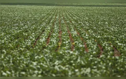 Imagem ilustrativa da imagem Altas temperaturas e chuva mal distribuída afetam a soja no Paraná