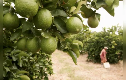 Imagem ilustrativa da imagem Altônia produz 65% do limão cultivado no PR