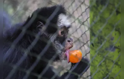 Imagem ilustrativa da imagem Animais do Zoo de Curitiba ganham picolés para enfrentar calor