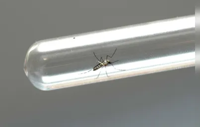 Imagem ilustrativa da imagem Boletim semanal da dengue tem 12.637 novos casos e sete óbitos