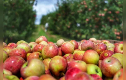Imagem ilustrativa da imagem Com 32% de participação, Palmas é o maior produtor de maçã no Paraná