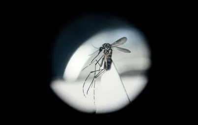 Imagem ilustrativa da imagem Entenda como é o mecanismo de agravamento e morte por dengue