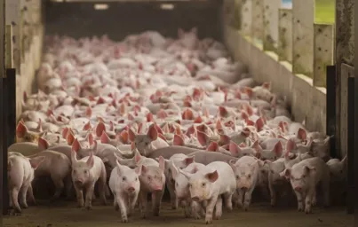 Imagem ilustrativa da imagem Exportações de suínos batem recorde no Paraná