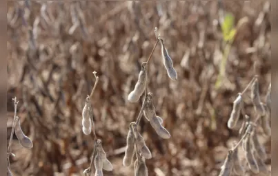 Imagem ilustrativa da imagem Novas cultivares aumentam produtividade e resistência da soja