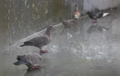 Imagem ilustrativa da imagem PL tenta minimizar infestação de pombos no centro de Londrina