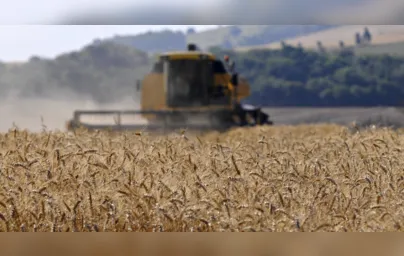 Imagem ilustrativa da imagem Preço do trigo para o produtor paranaense sobe 25% em um mês