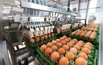 Imagem ilustrativa da imagem Produção de ovos do Paraná cresce 72% em uma década