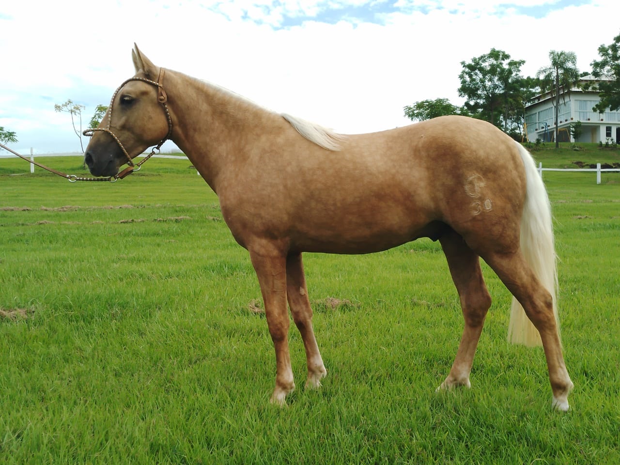 Paraná reconhece importância cultural e histórica do Cavalo Campeiro