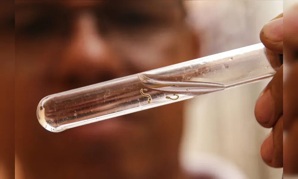 Imagem ilustrativa da imagem Apucarana confirma mais três óbitos por dengue