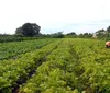 Lula sanciona lei que autoriza R$ 500 mi para agricultura familiar
