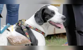 CMTU busca organização para executar serviços de bem-estar animal