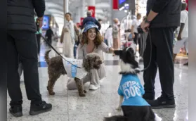 Imagem ilustrativa da imagem Cães são treinados para distrair passageiros no aeroporto