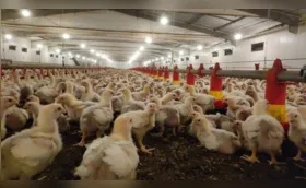 Imagem ilustrativa da imagem Com liderança folgada, Paraná abate 34% dos frangos no Brasil