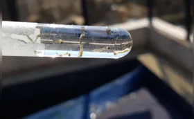 Londrina registra em cinco meses mesmo número de mortes por dengue de todo 2023