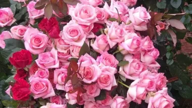 Aparecida Bondezan Ramalho cultiva rosas há 13 anos em Araruna e hoje responde por 13 variedades distintas