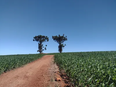 Imagem ilustrativa da imagem A CIDADE FALA