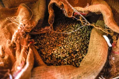 Imagem ilustrativa da imagem Bom tempo para o café parananese que pode produzir até 750 mil sacas em 172 municípios em 2024