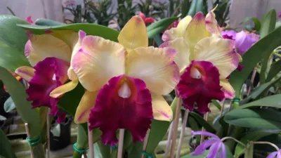 Colonização germânica na região de Marechal Cândido Rondon ajudou a fortalecer a cultura do cultivo de orquídeas