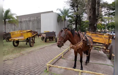 Imagem ilustrativa da imagem Projeto que proíbe tração animal em Londrina será votado nesta quinta