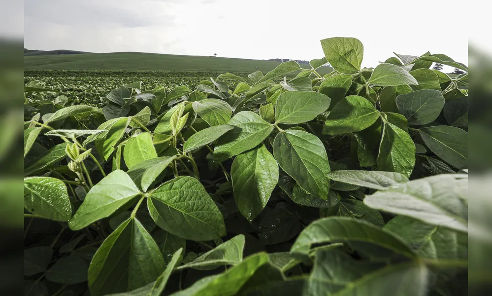 A estimativa da produção de soja, no ciclo 2023/2024, é de 297,54 milhões de toneladas