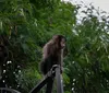 Macacos-prego de Londrina ajudam a explicar nossa linha evolutiva