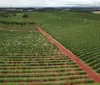 Produção de bioinsumos on-farm
