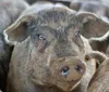 Produtores de porco moura buscam espaço no mercado de carnes