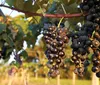 Produtores podem se inscrever para participar da Rota Uva e Vinho