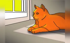 A dança do sol anuncia o verão na minha janela