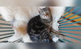 A sagacidade dos gatos