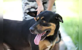 Audiência vai debater enterro de pets no mesmo túmulo dos tutores