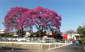 CIDADE FALA - Flores do ipê