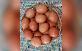Cesta de ovos: um poema de fina roupagem